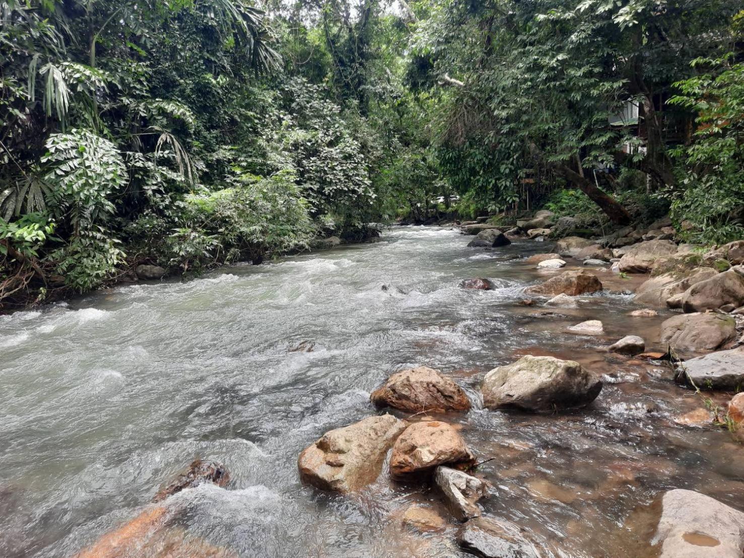 Tree Tops River Huts Khao Sok National Park Bagian luar foto